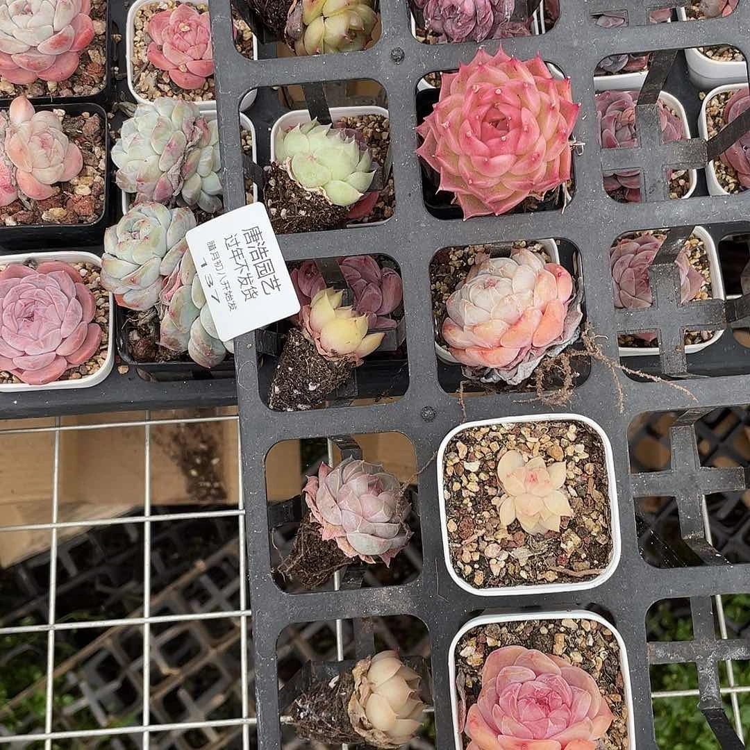 星*糖心混一物一拍137