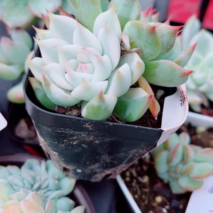 冬***月吉娃娃锦多肉植物194