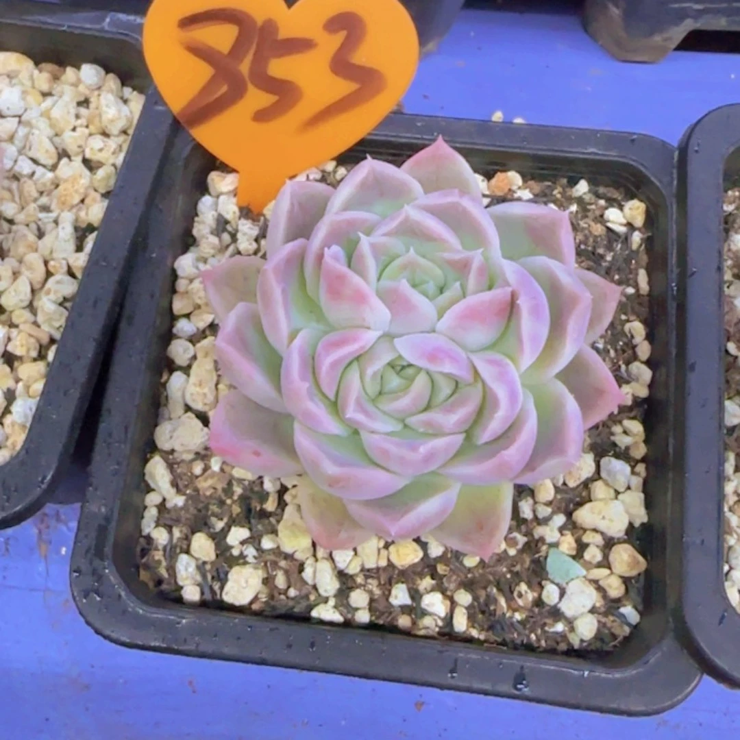 可*583多肉植物一物一拍