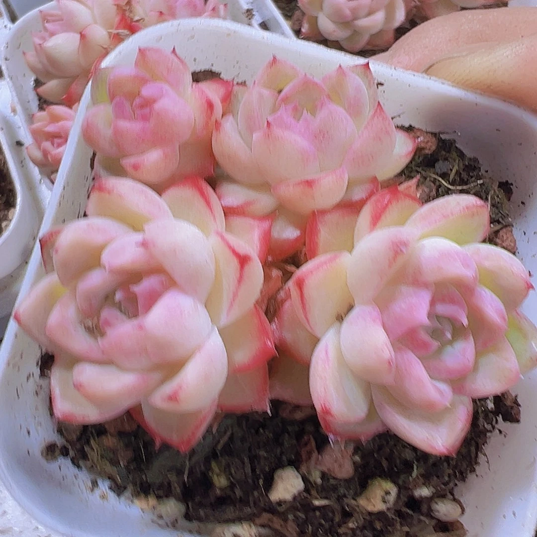 边线女王群带盆带土