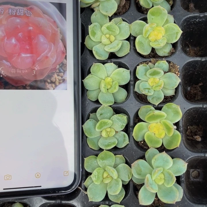 t9粉甜心，满16包邮