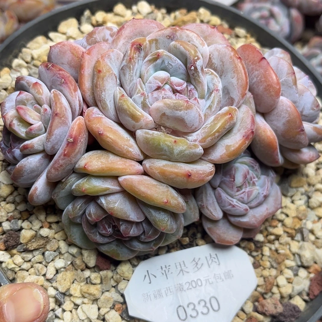 绿底紫心330/13cm6头