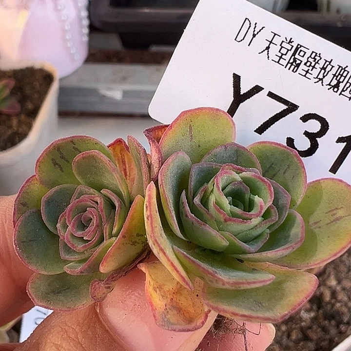 小***花杨731 不知名2颗