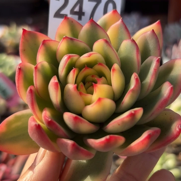 阿诗娜多肉植物满18包邮低于零下8请勿下单