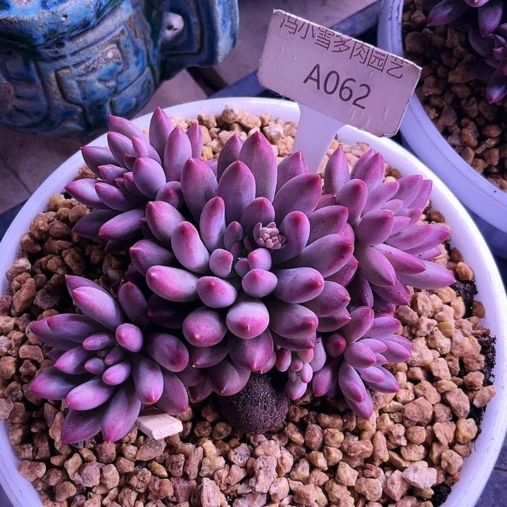 我是第一百个为妖刀应援滴