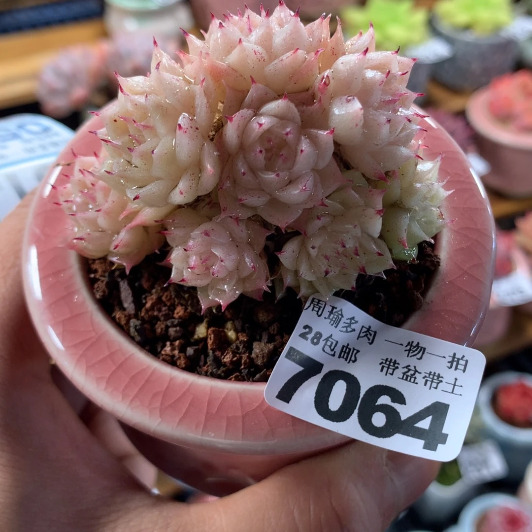 精控多肉植物7064