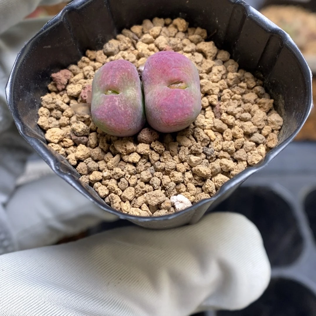 多肉植物肉锥杂交K-3773