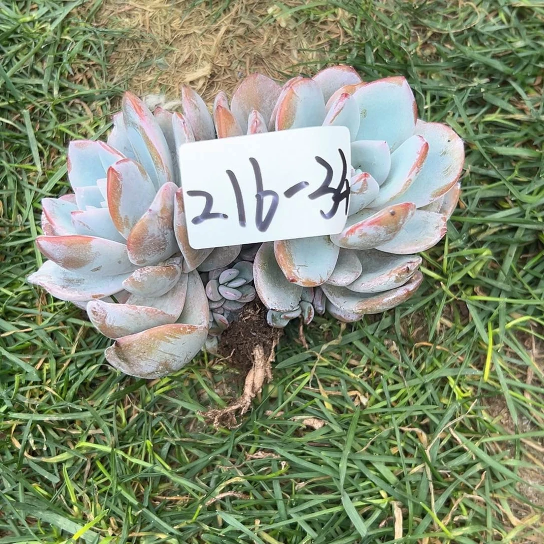 豆*216-34奶茶多头多肉寄养