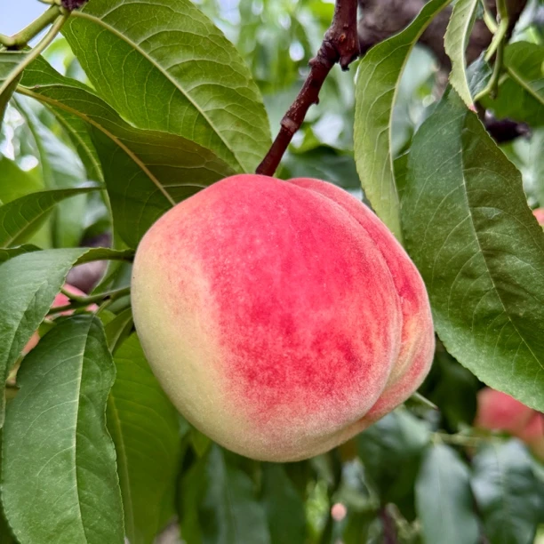 西充霞脆脆桃｜西充脆桃｜清脆香甜 · 果园直发·皮薄肉脆，果香浓郁