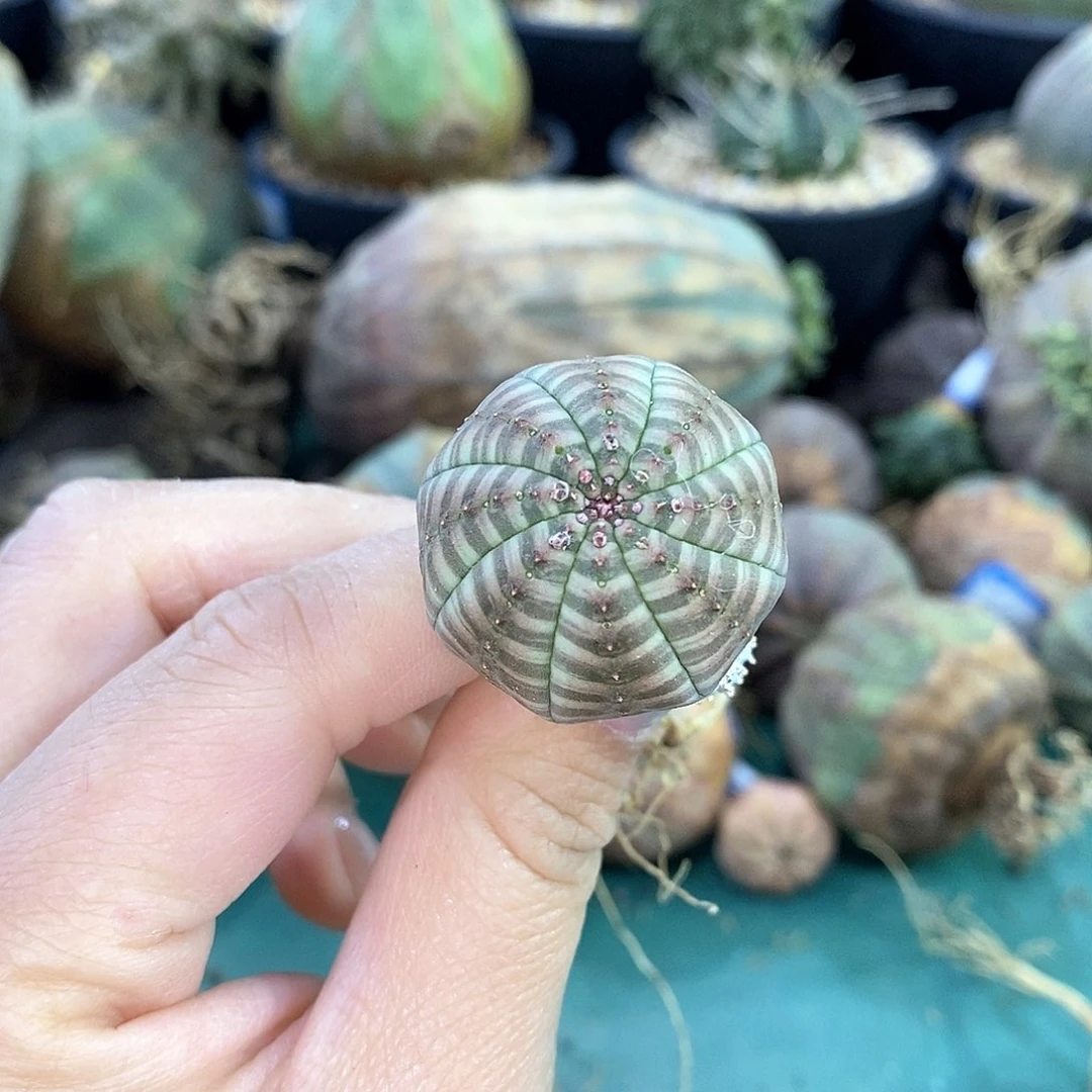 欧系布纹球多肉植物