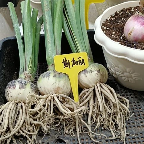 无花朵斯嘉丽6+发一个