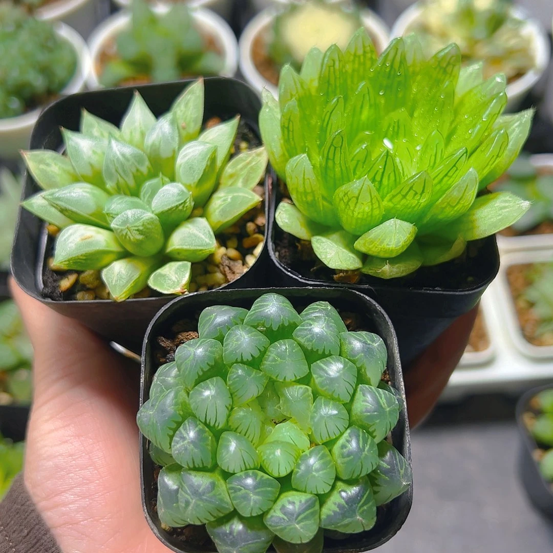 爱心寿+樱水晶+糯肌玉露多肉