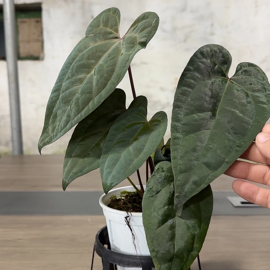 无花朵黑桃杂黑凤凰