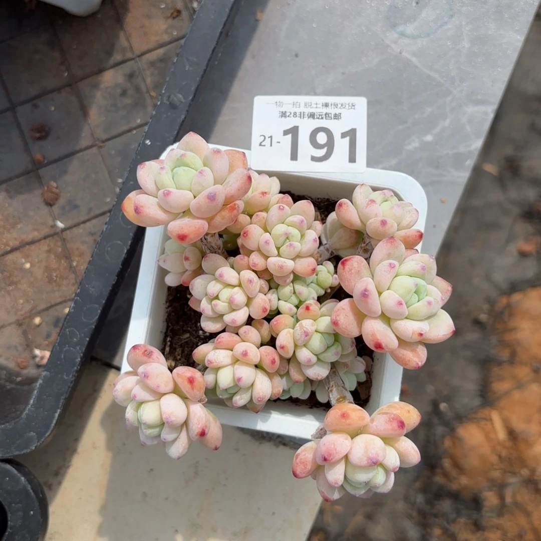 樱花罗绮老桩多肉