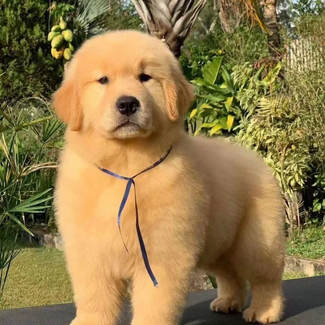 纯种双血统金毛家庭犬枫叶红沙滩金幼犬活体狗狗大头版金毛幼犬