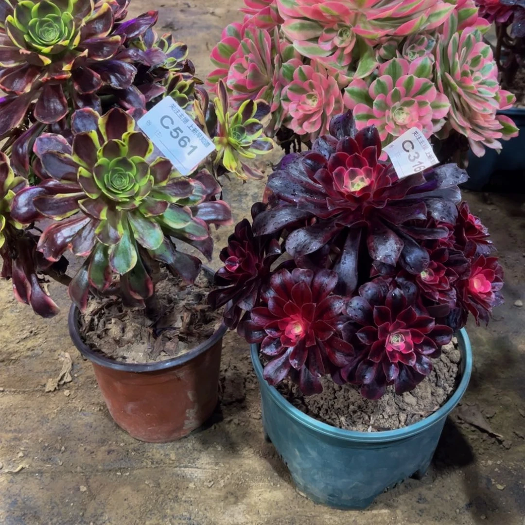 宗*兰多肉562561316三颗