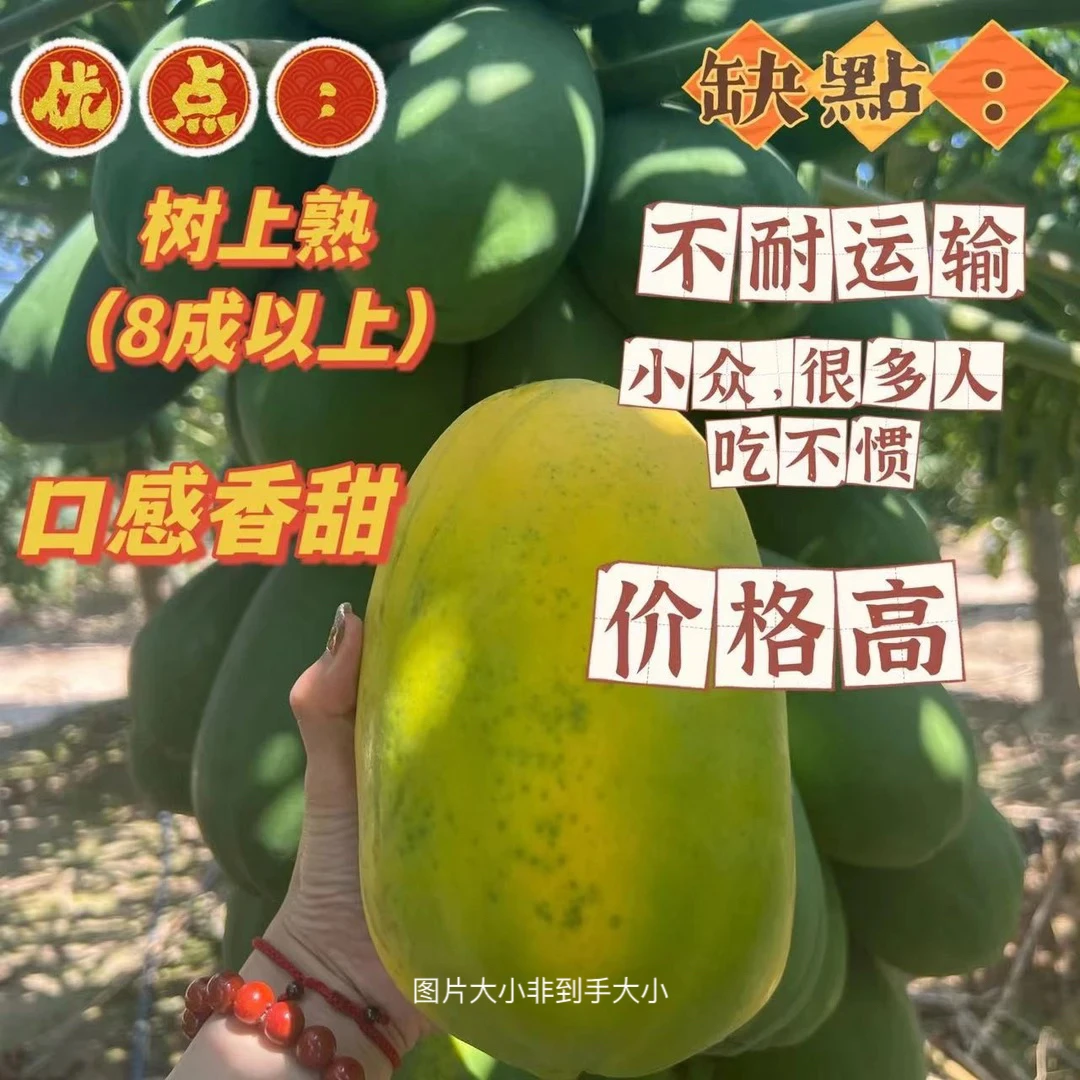 海南红心木瓜 自然熟 口感清甜 4.8斤 京东快递