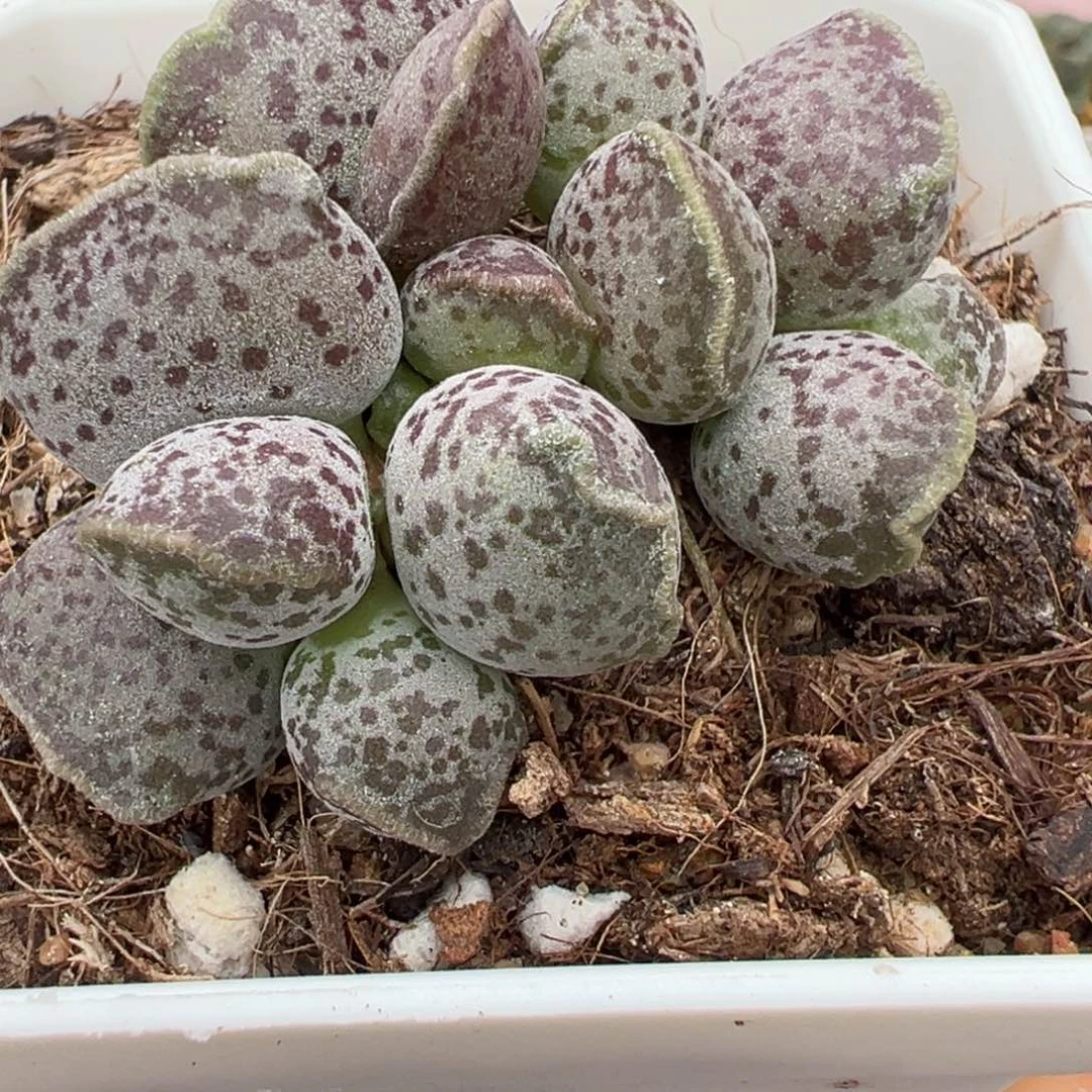 达摩海豹多头纯木质桩多肉植物