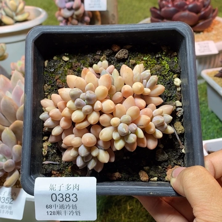 星黛露0383 满28发货68冷链