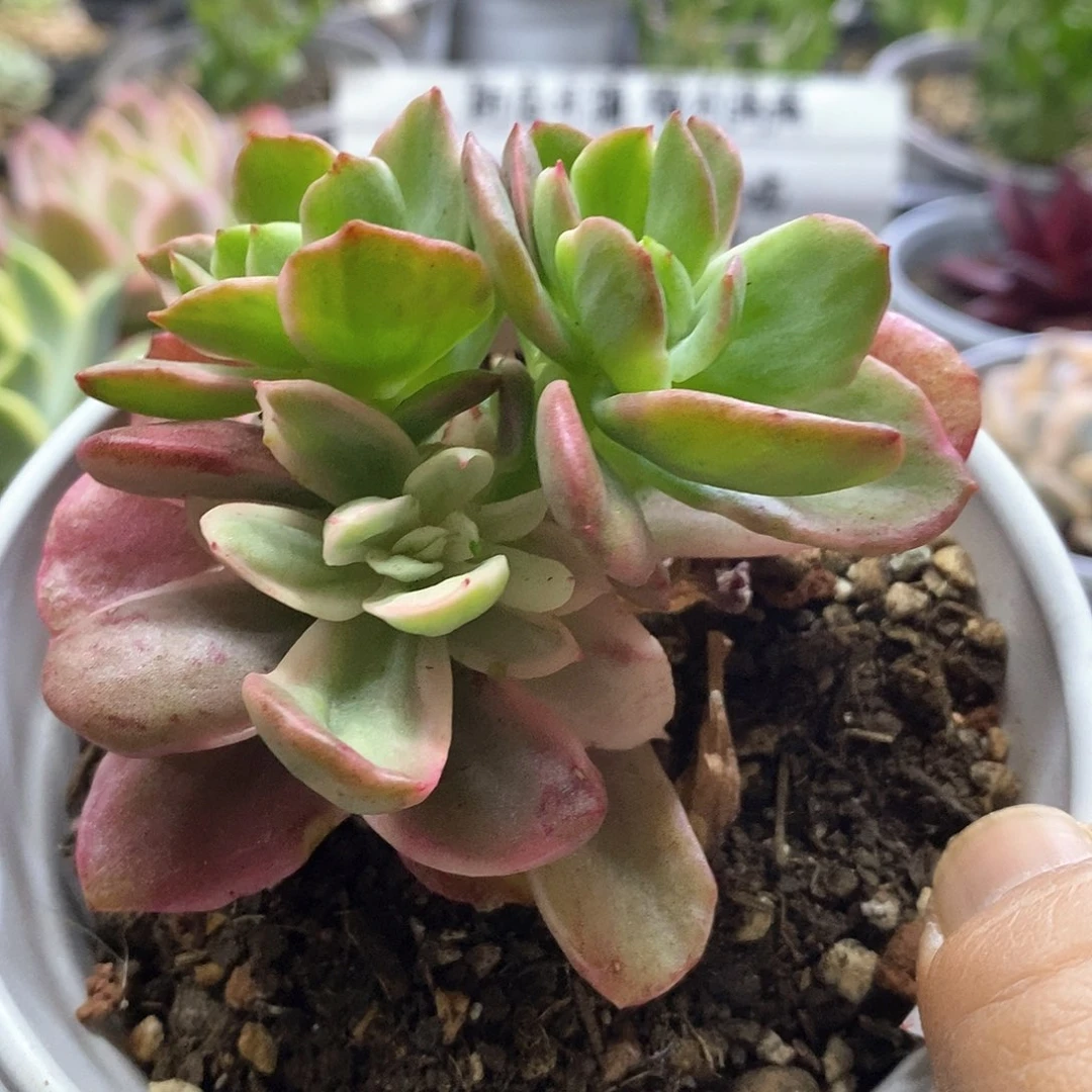 16163红梅糊版锦