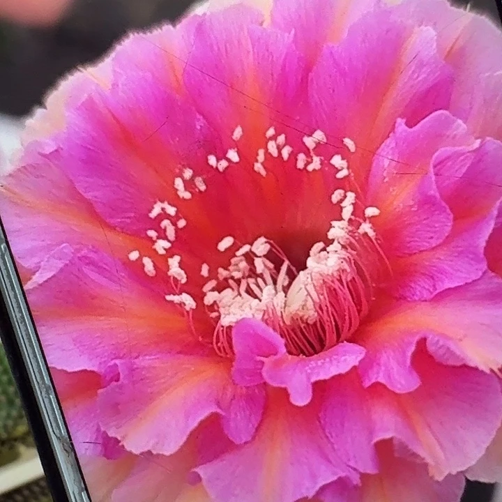 水仙006侧芽4公分彩草