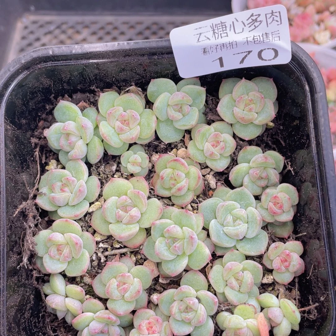 云糖心多肉植物170