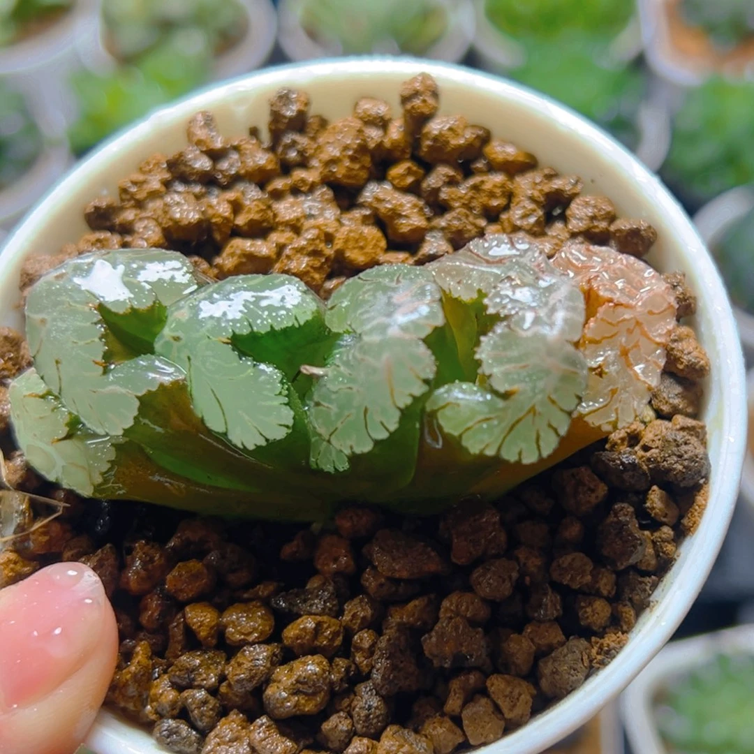 黑武泰玉扇多肉多肉