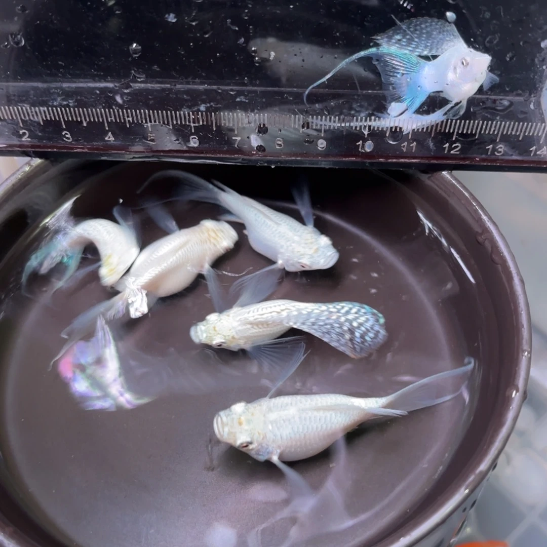 海水鱼银白色燕尾玛丽球 5➕1备损