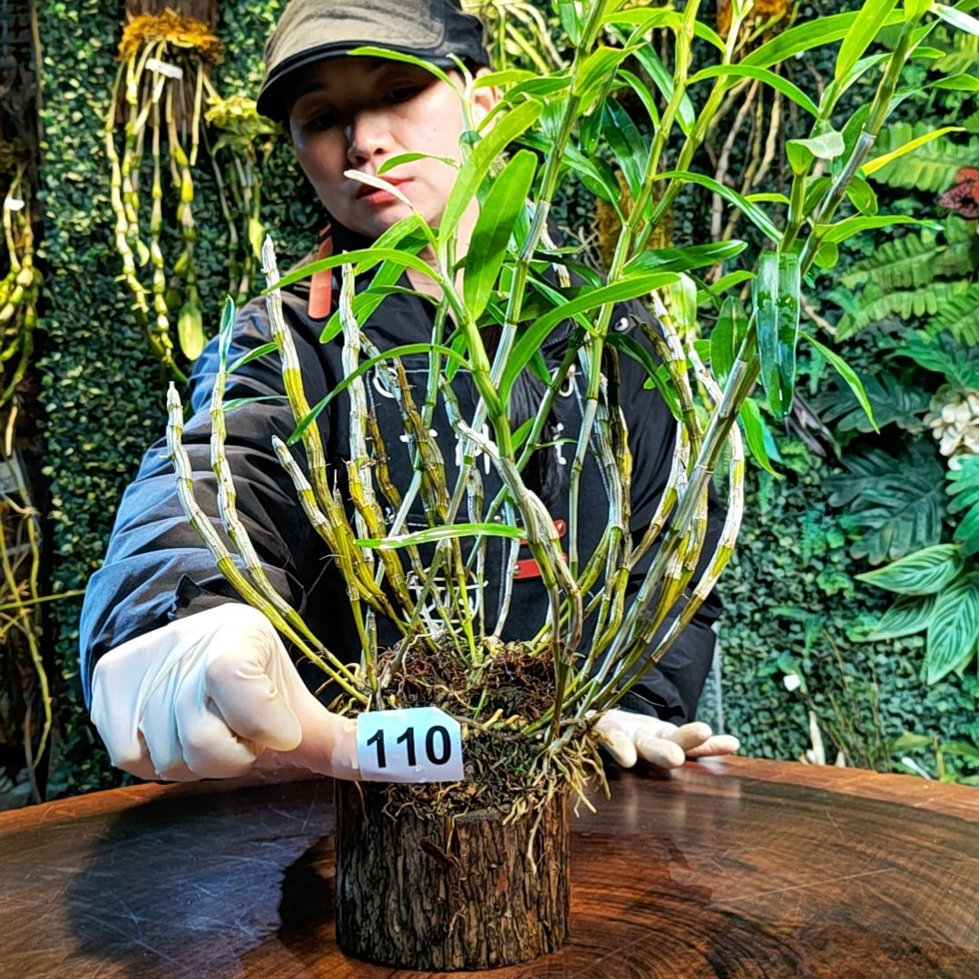 【闪购商品】西**品110重唇花花