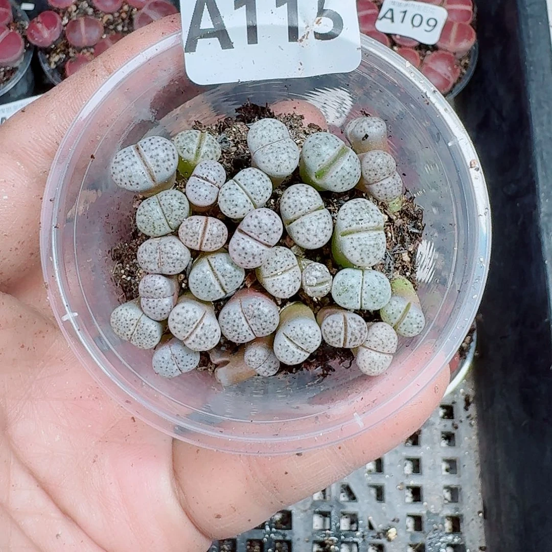 115多肉植物多肉植物