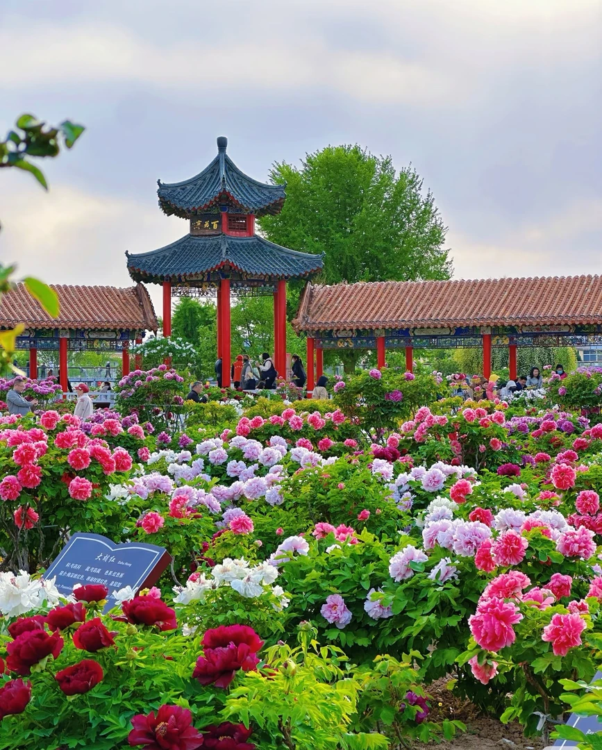 国色天香【精品牡丹】 雍容华贵 地栽盆栽  菏泽产地现挖现发