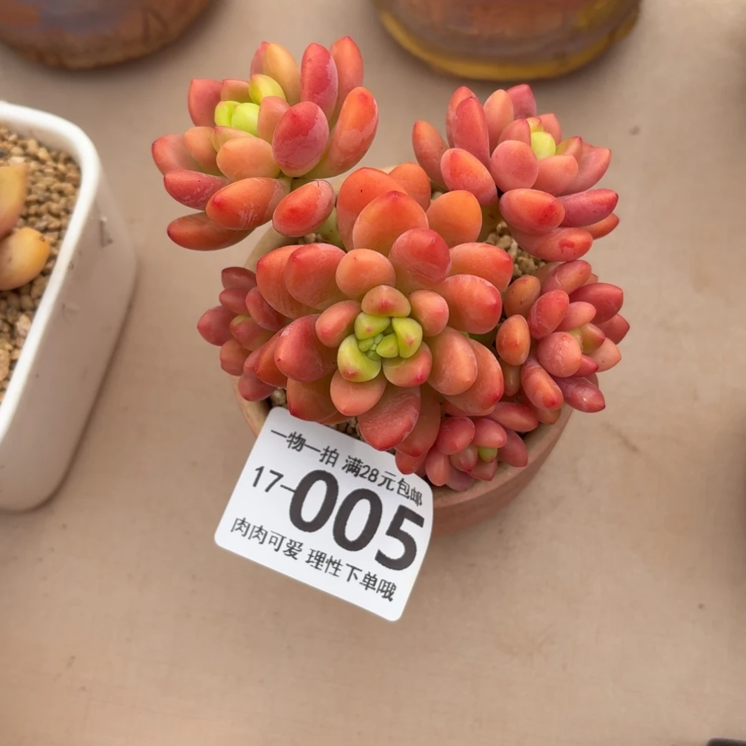 香格里拉无盆土发货无