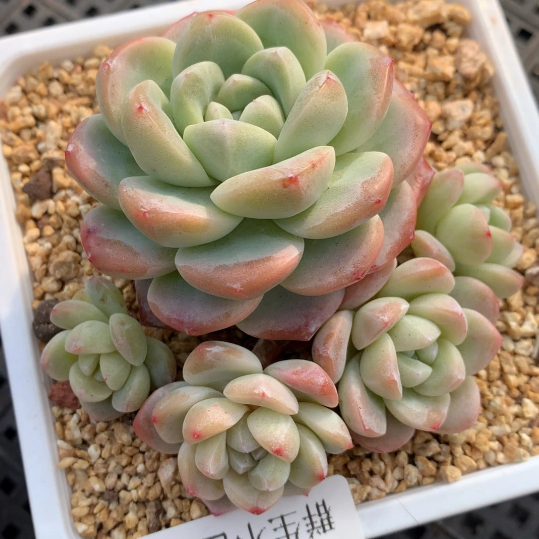 0203-58 老桩冰玉