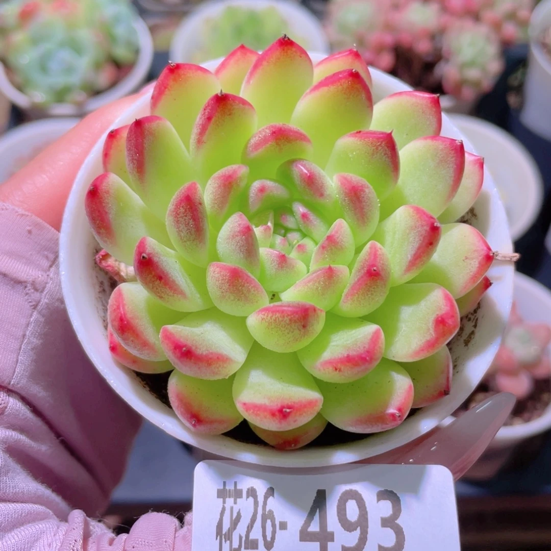 花利美26-493新品