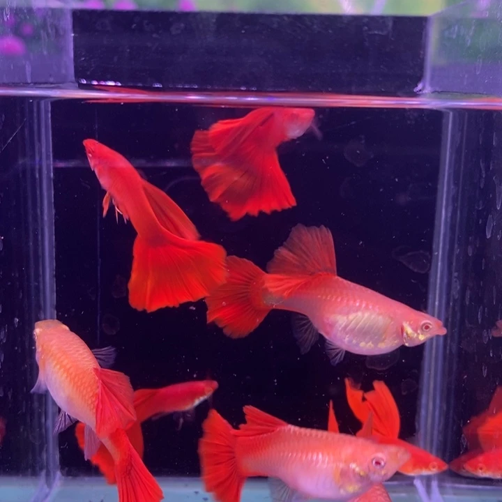 孔雀鱼大背血红4对