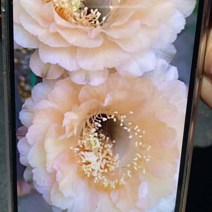香香新品侧芽3-3.5公分左右