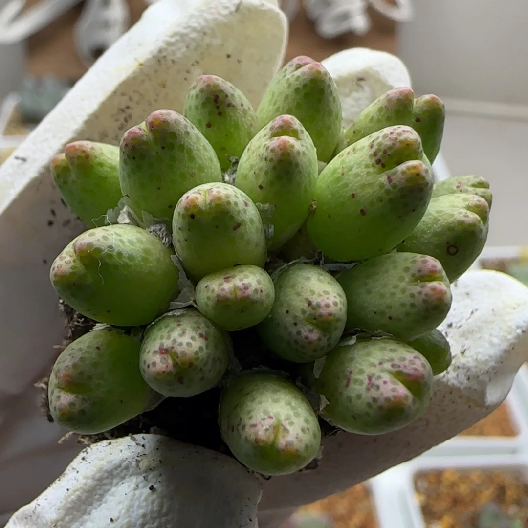 蓝***莉11-6当天满38包邮20头脱土