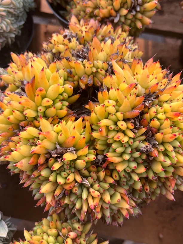 全场满15包邮 芝麻虎鲸11-13厘米带土带盆发