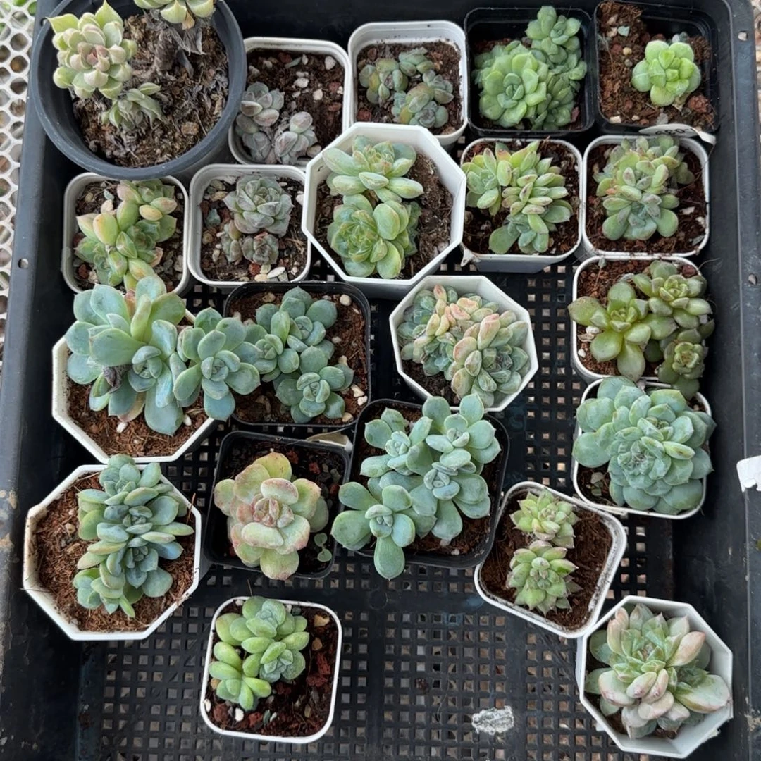 小卡拉米糖心一物一拍