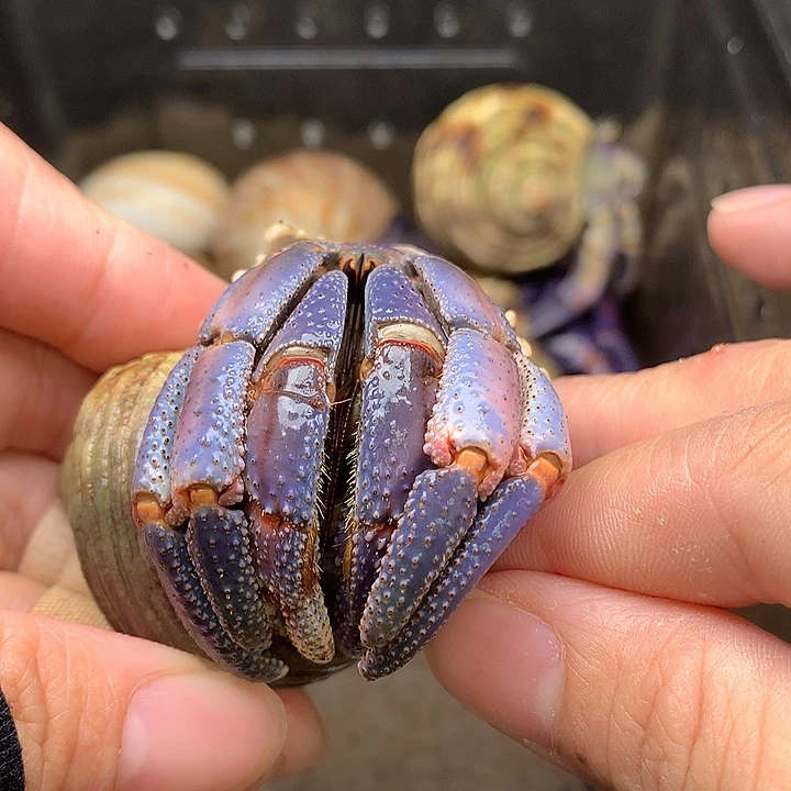 3.2口径奔跑的寄居蟹15号