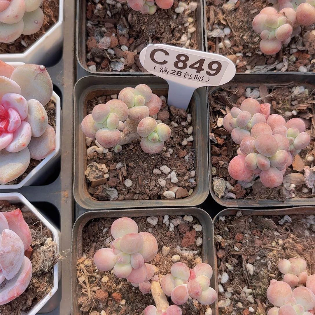 C849苹果奶一物一拍