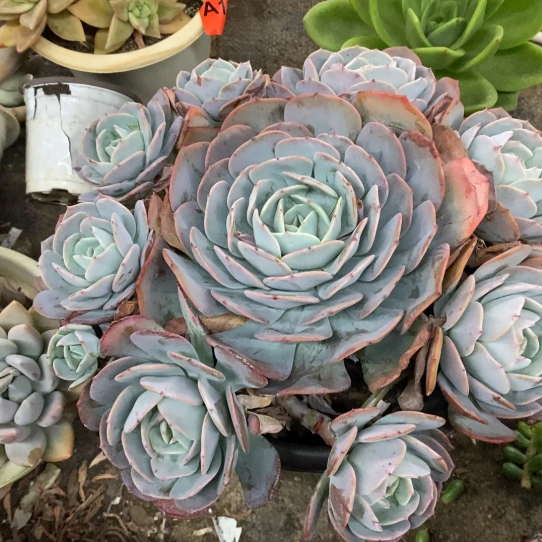 红粉台阁大单头带仔七头起发，250杯