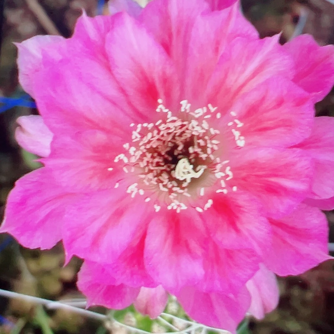 丽花 菲云变 侧芽 满20包邮