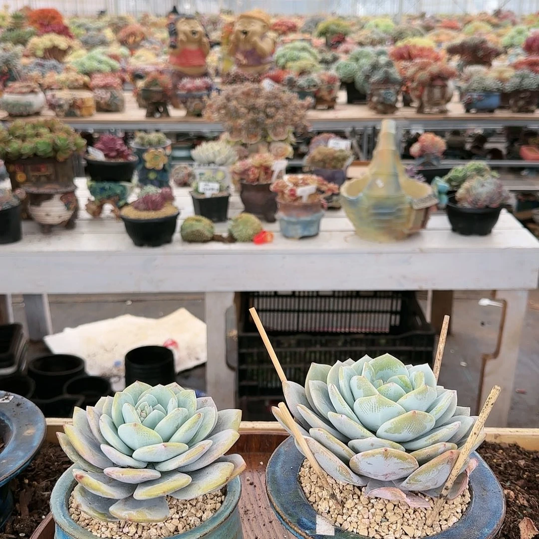 上**痕上官，盆2个70         肉