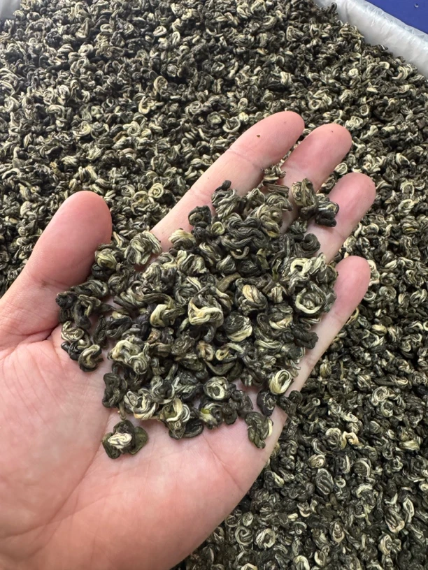 2025年新茶云南绿茶浓香型碧螺春