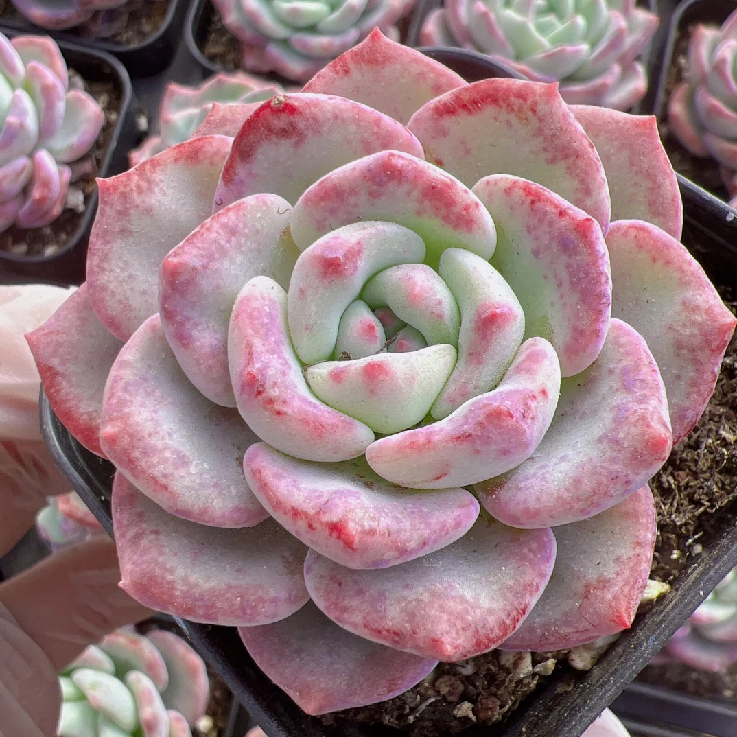 70#单头千山雪（4-6cm）脱土