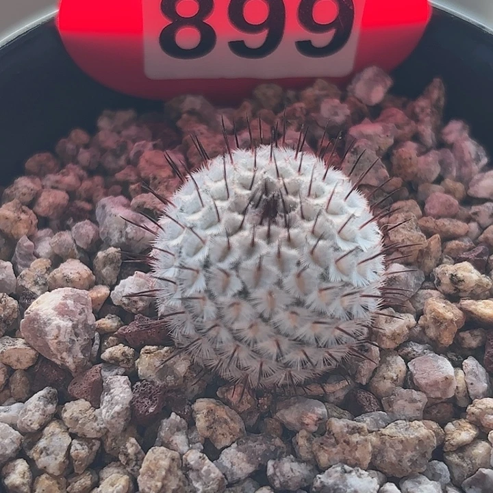 仙人球实生直刺佩雷