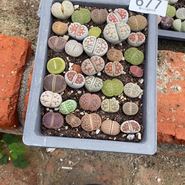 李***。生石花等植物的生长677
