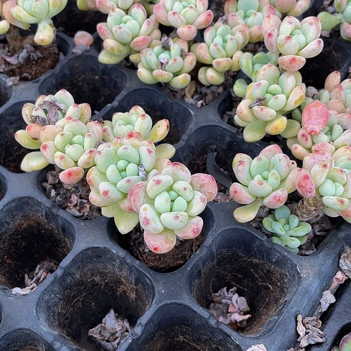 香水罗琦2.8带土发货