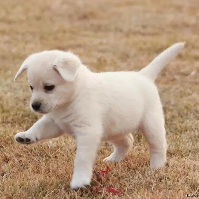 中华田园犬幼犬看家犬一物一拍